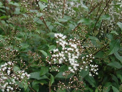 برگ نوی آگراتینا